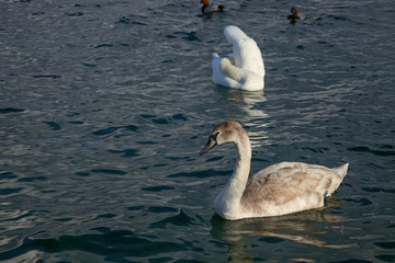 swan