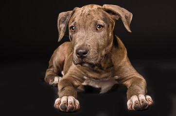 Cute puppy pitbull