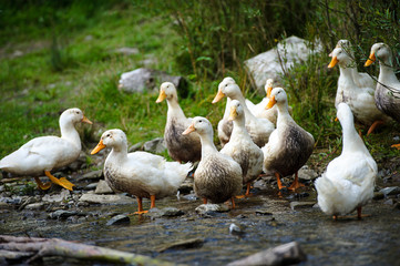 Fototapeta premium Ducks floats on water