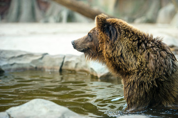 Obraz premium Brown bear sitting in the water