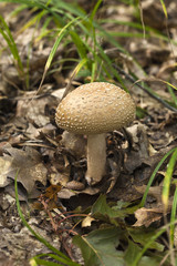 Perlpilz