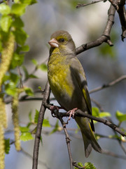 male greenfinches, which sits on a branch of birch spring day