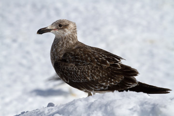 Fototapeta premium young Dominican gull of snow in Antarctica
