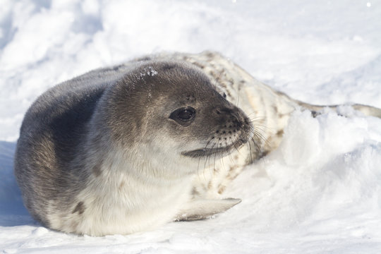 Weddell seal pup who is turning his head in the snow