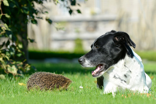 Hund und Igel