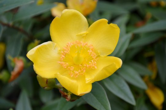 Fototapeta Yellow common rock-rose and leaves