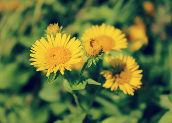 Yellow daisy