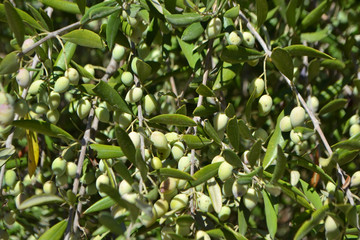 Olives on the tree