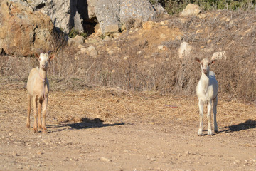 Goats