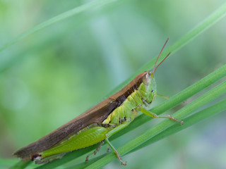 翅の短いコバネイナゴ