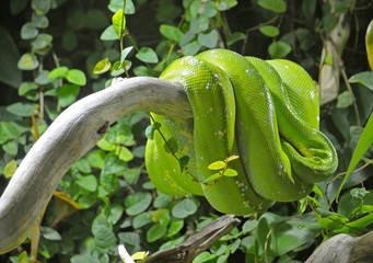 Green or tree python on branch