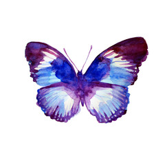 butterflies design