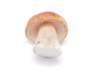 king boletus mushrooms on a white background