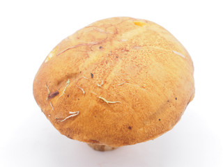 boletus on a white background