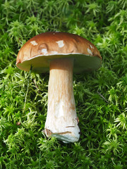 Fall mushroom in the forest