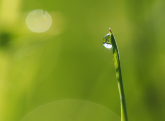 drops on the grass