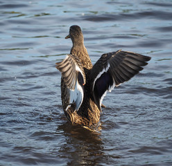 duck on the lake spreads its wings