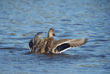 duck on the lake spreads its wings