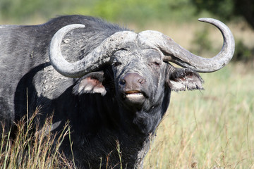 African buffalo