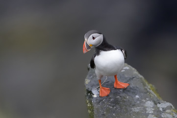 Atlantic Puffin standing cliff edge.