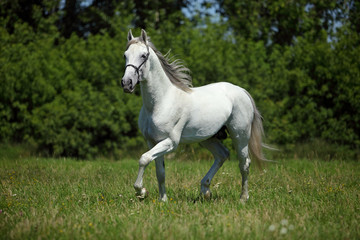 Obraz na płótnie Canvas Picture of majestic white horse