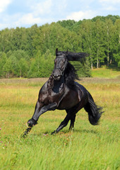 Black horse runs in sunrise field