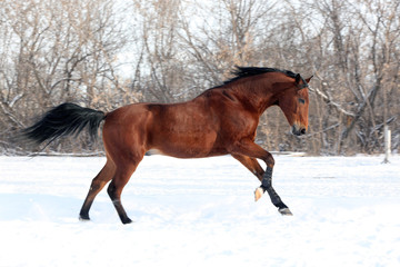 Chestnut horse runs gallop in winter
