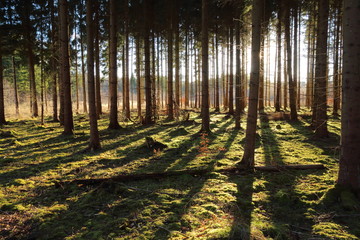 late afternoon sun in forest