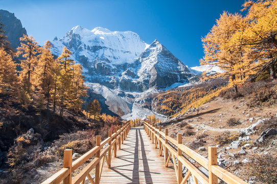 Fototapeta wooden walk in colorful autumn at Yading China.