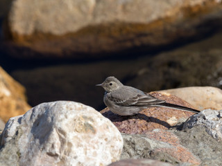 little bird