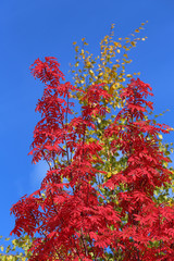 Sorbus aucuparia.
