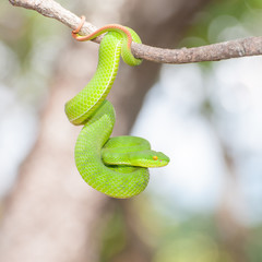 Ekiiwhagahmg snakes (snakes green) in the forests of Thailand