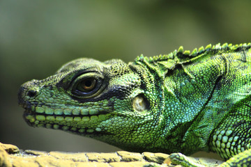 green lizard (dragon)