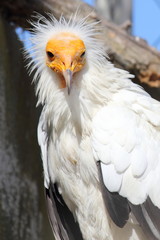 Vautour