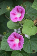 Kletterpflanze - Malve blüht rosa