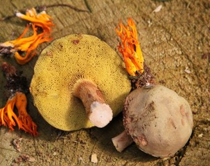 Sandpilze und Ziegenbart