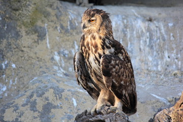 fier grand duc