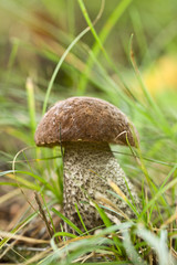 Forest mushroom in the grass.