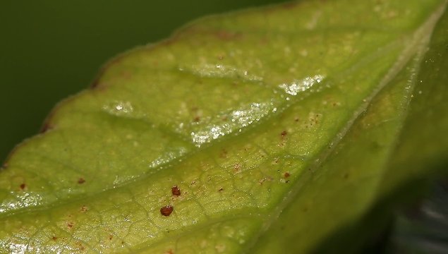 1080p, Macro Of Ants And Vine Lice On Leafs