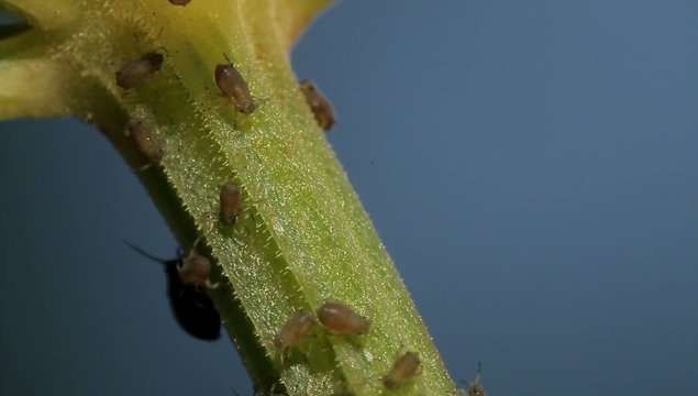 1080p, Macro Of Ants And Vine Lice On Leafs