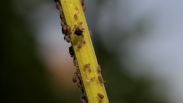 1080p, Macro Of Ants And Vine Lice On Leafs