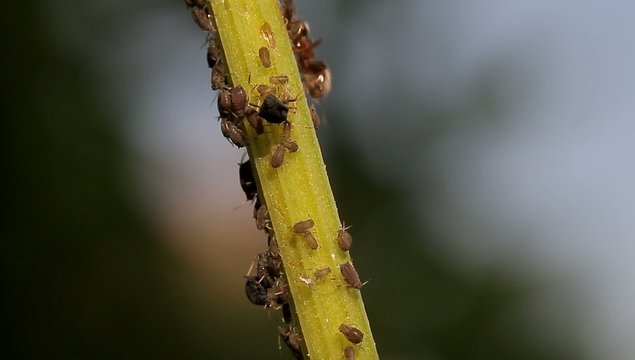1080p, Macro Of Ants And Vine Lice On Leafs