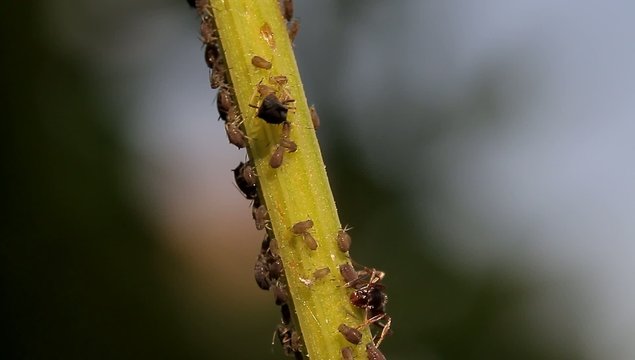 Macro Of Ants And Vine Lice On Leafs; native orig. camera output