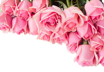 border of fresh pink  roses