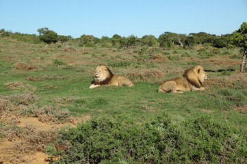 Two Kalahari lions in the Addo Elephant National Park