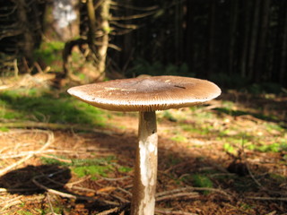 im wald pilze sammeln