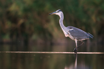 Grey heron