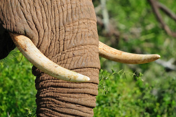 Elephant close-up