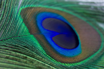 Fototapeta premium Closeup of a beautiful peacock feather
