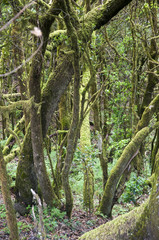 Fototapeta premium lush forest of the Gomera